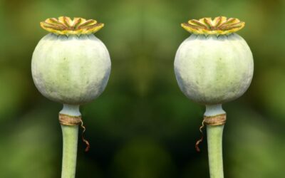 Avoid the Dangers of Emulating Successful People