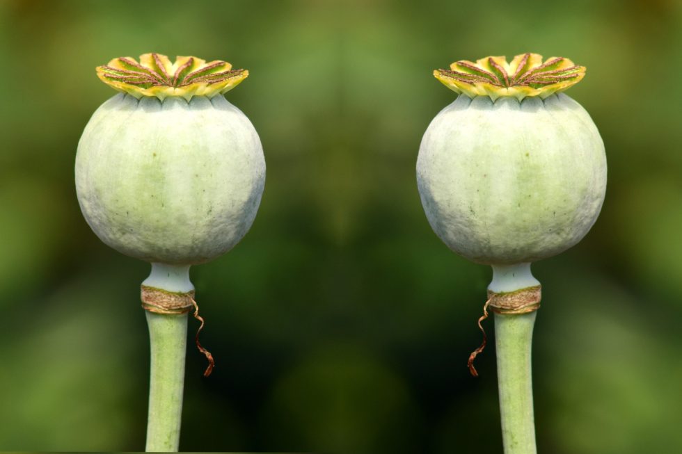 Avoid the Dangers of Emulating Successful People